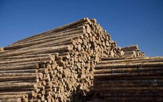 俄罗斯或将全面禁止对华出口木材，背后原因及对建筑材料行业的影响